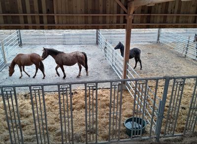 Chevaux au repos dans les paddocks couverts
