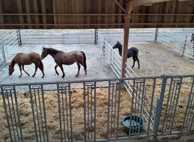 Chevaux au repos dans les paddocks couverts du Domaine de Nebula